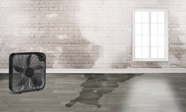 Best Mold removal after water damage  in Corrales, NM